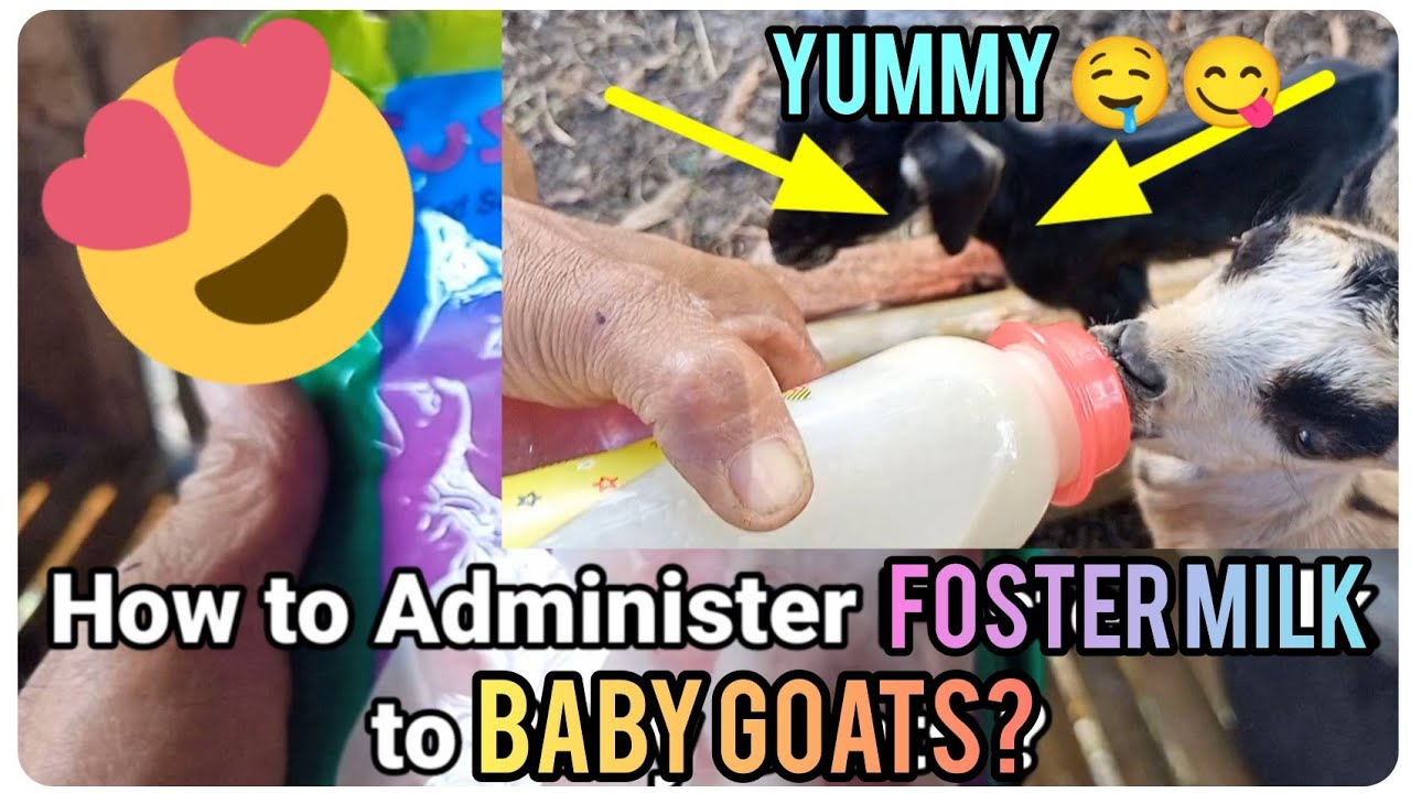 『Paano mag Bigay ng Foster Milk sa Baby Kambing?』〘Gusto pala talaga nila?〙