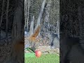Hans Meets Ginger - Two Squirrels  One Buffet #squirrel  #animalshorts  #greysquirrel #redsquirrels