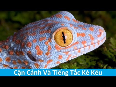 Video: Con Tắc Kè