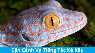 Tiếng kêu của tắc kè chắc chắn sẽ khiến bạn nghe thấy âm thanh thiên nhiên cực kỳ thú vị. Hãy xem ảnh về con tắc kè này và thưởng thức âm thanh đầy phong phú của chúng!