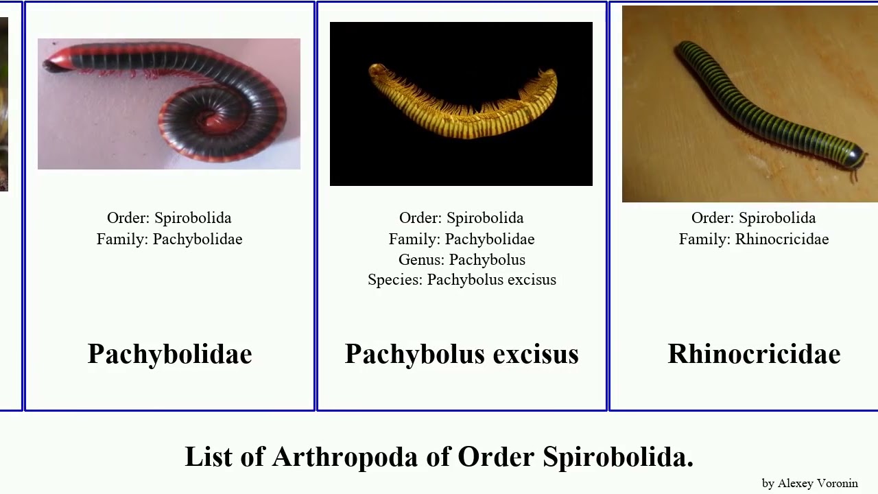 List of Arthropoda of Order Spirobolida. americanus carnifex Narceus Aphistogoniulus Erev Shel