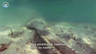 Endangered Ocean: Smalltooth Sawfish (Accessible Preview)