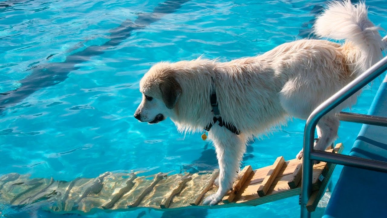 All Over The World's most amazing dog - YouTube