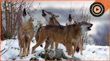 EXCLUSIVE FOOTAGE: Rarest Apex Predator in Italy ∣ Wild Italy Top Predators