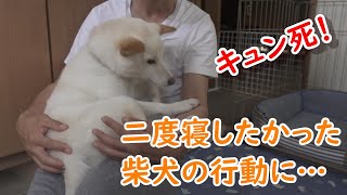 二度寝したかった柴犬が飼い主の腕の中で取った行動に…キュン死！