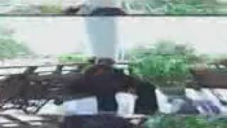 lagu dansa timor slowlorenso amaunut nyanda apa