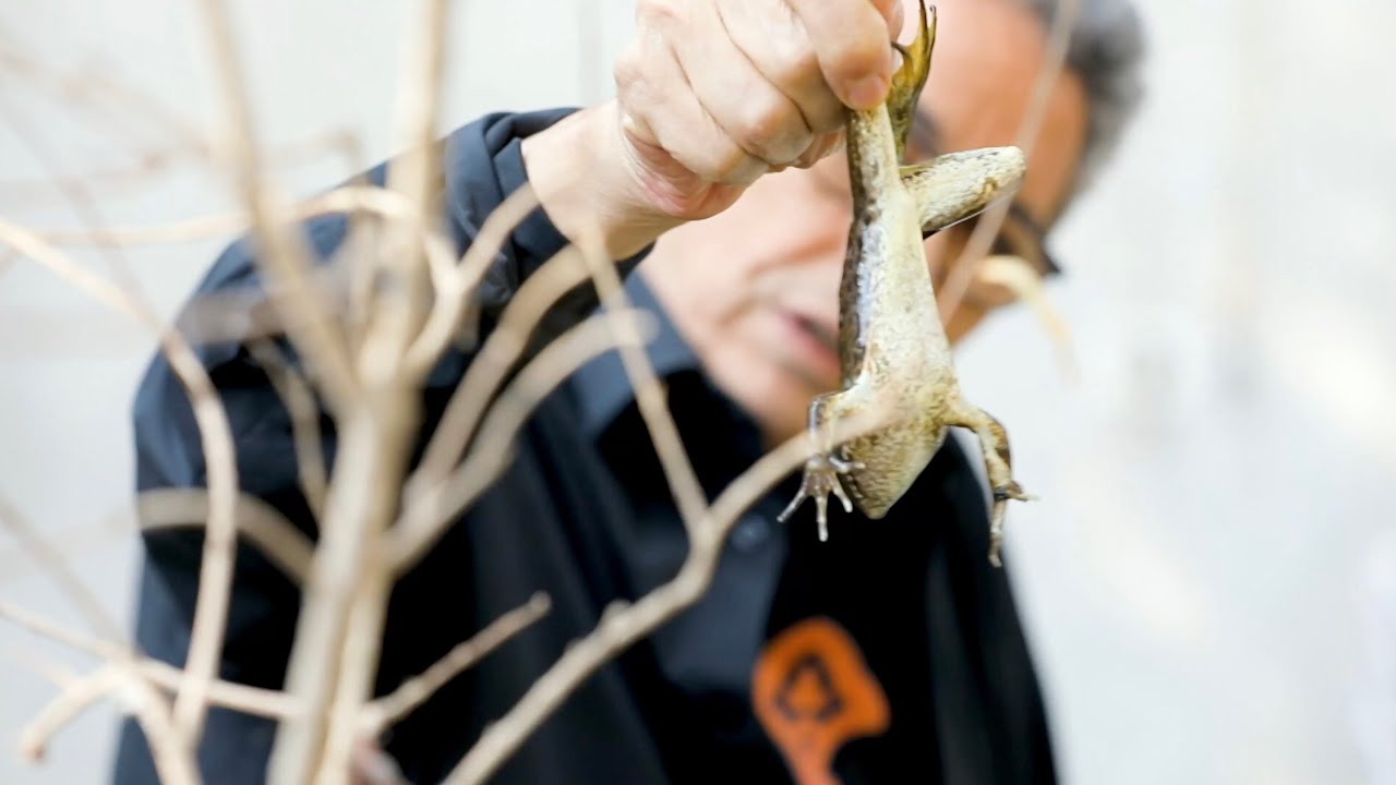 باب الخلق| الضفادع هنا بتتاكل وبتتباع بالدولار!