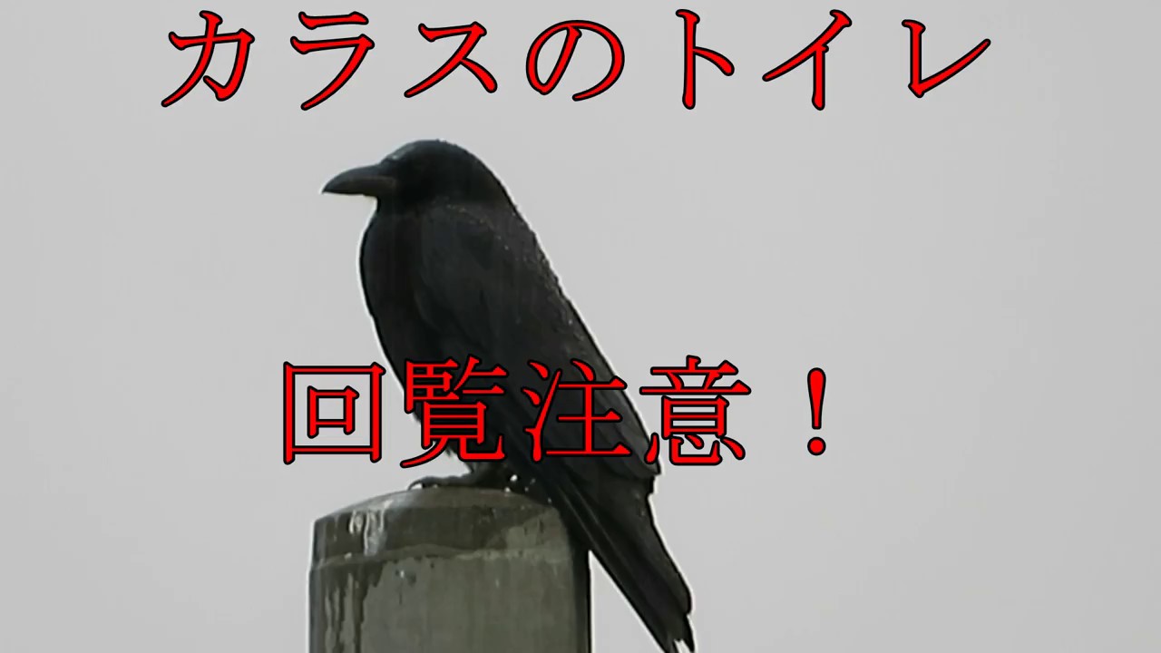 カラスのトイレ 回覧注意！ - YouTube