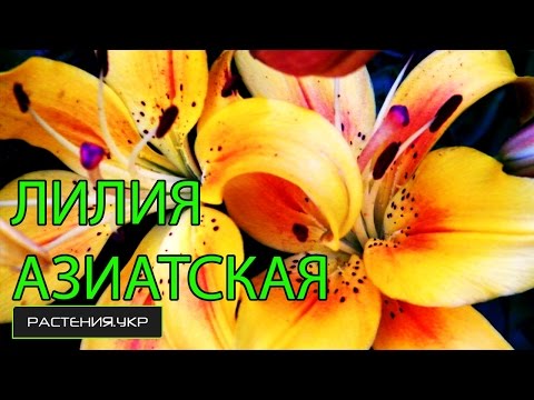 Лилия азиатская / посадка и уход за лилиями