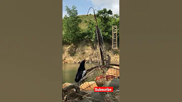 Mikat Burung Kacer jebakan kucica sungai