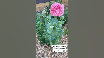 An easy way to grow them is to spread the seed in March directly onto the snow! #poppy #flower