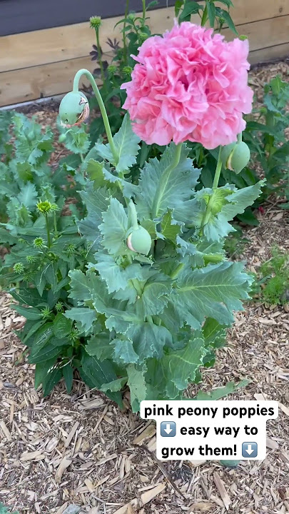 An easy way to grow them is to spread the seed in March directly onto the snow! #poppy #flower