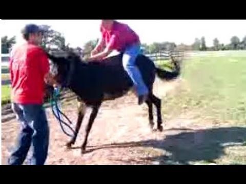 bucking-mule/donkey/horse/pony.-bucked-off!