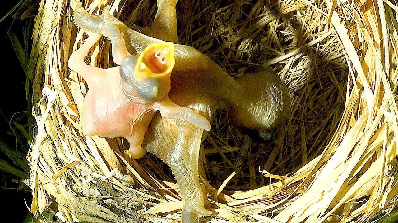 bird hatching - YouTube
