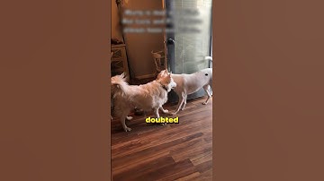 Thumbnail of Is This The best Dog Ever? 🔥 #shorts