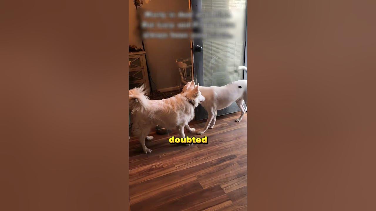 Is This The best Dog Ever? 🔥 #shorts