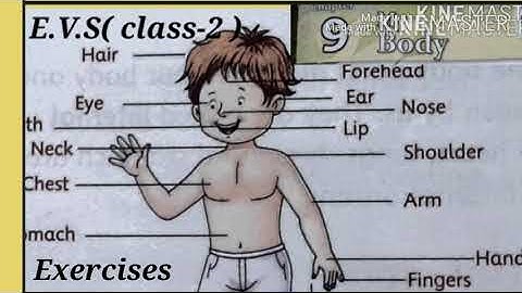 E.V.S- (Class-2 ) chapter-9 My Body ( Exercises) Priti Kumari