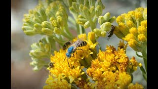 ネイティブミツバチ！ Tree of Life保育園での生物学、蜂の行動、研究