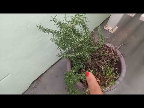 Volta no canal, mostrando plantas casa de mãe