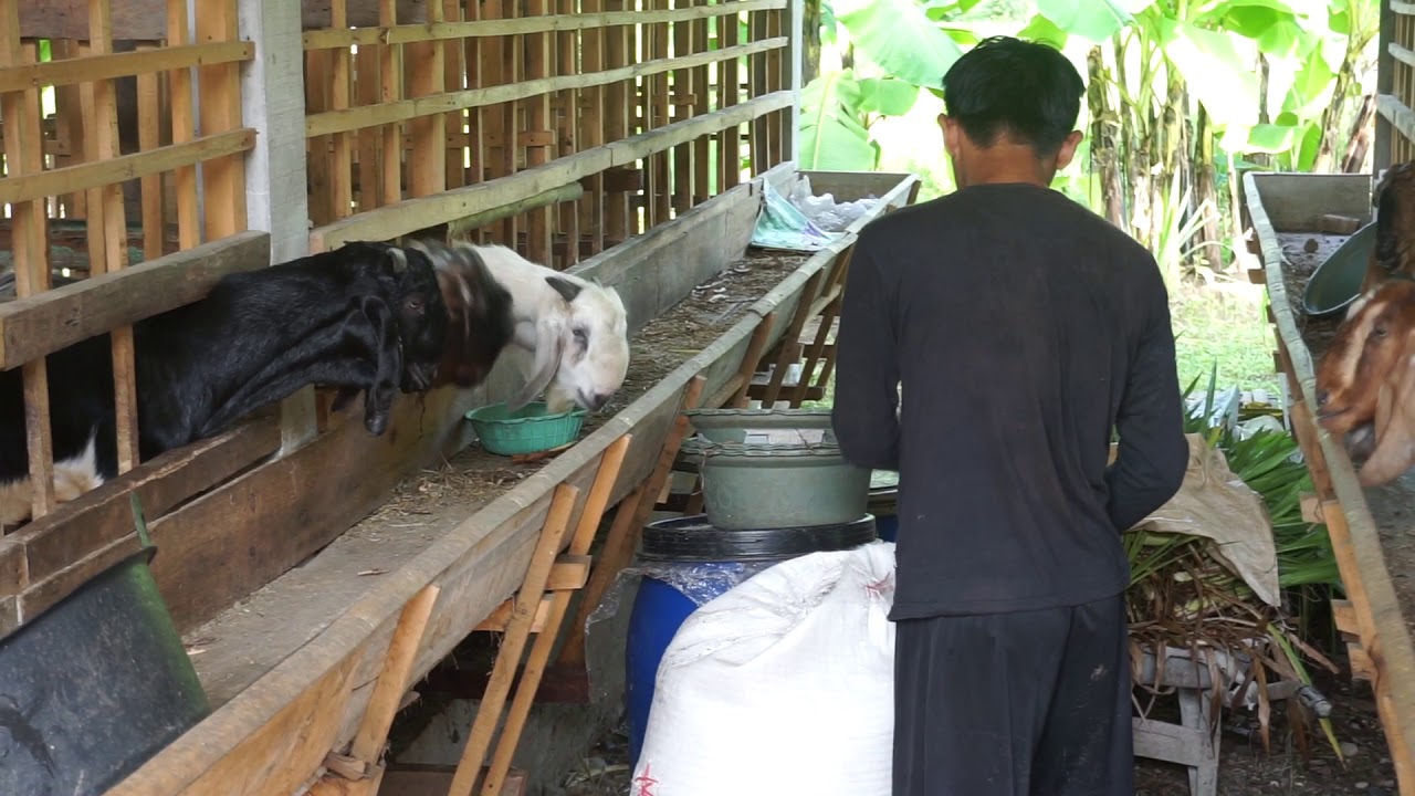 Pemberian Pakan Kambing Pagi Hari di Kandang Rukun Mulya 