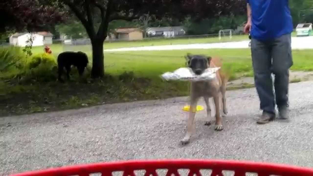 Dog Training with Zeus & Loki in Mentor Ohio YouTube