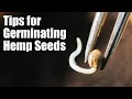Tips for germinating hemp seeds