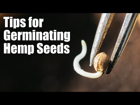 Wideo: Co to są nasiona konopi – porady dotyczące uprawy konopi w ogrodzie