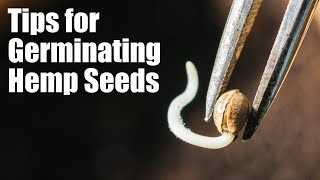 Tips for Germinating Hemp Seeds