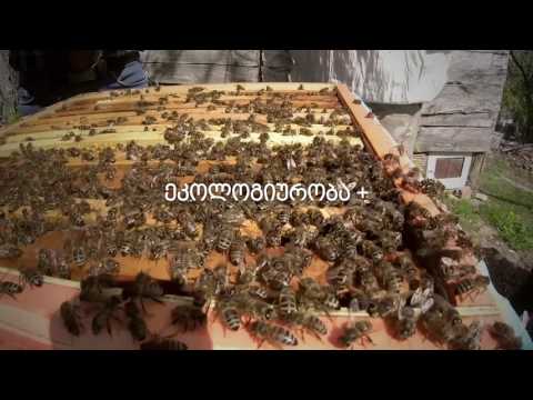 შპს ქართული ფუტკარის თერმული სკები