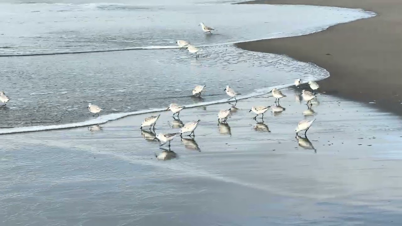Endangered Western Snowy Plover birds in Bodega Bay seashore 1/24/25