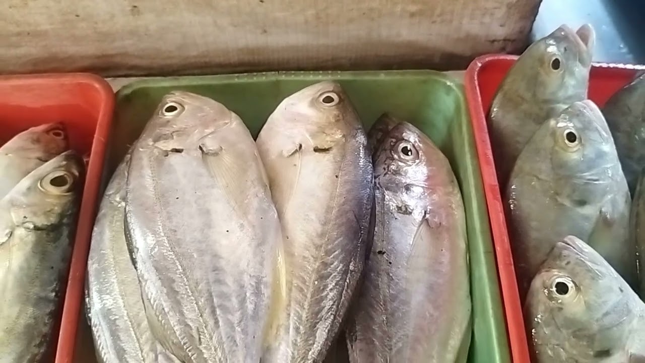 5 Dec 😍7558 104 104 கடல் மீன்கள் நம்ம கன்னியாகுமரி மாவட்ட  #beerichfishcorner #fishing #seafood