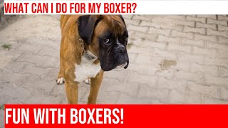 Bathing Your Boxer Dog: A StepbyStep Guide