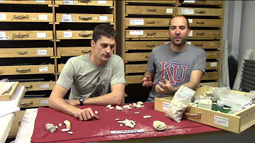 Does dinosaur poop smell?