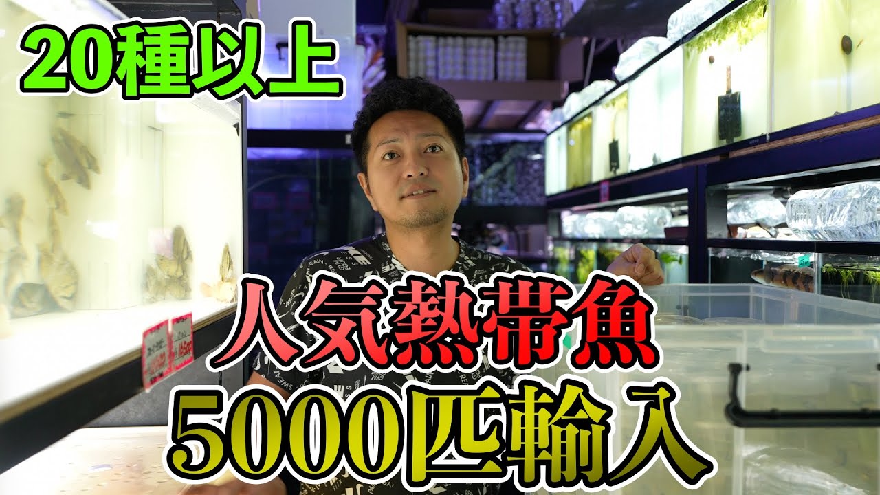 一般的大人気熱帯魚種『大量入荷』から特殊レア魚のオンパレード　スネークヘッド　ダトニオ　デルヘッジィ　ショートクラウンローチ　など　ベイサイドアクア