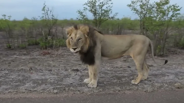 30 Scariest Lion Encounters of the Year