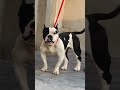 🔥 Powerful Pitbull Male Puppy For Sale 😍 | @Petzz_world #shorts #viral #500subs #petzzworld #pets