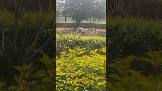 #zebra#zebrasound#wildanimal#animal#wildlifeshorts#zoo#jungle#junglesafari#bannerghattanationalpark