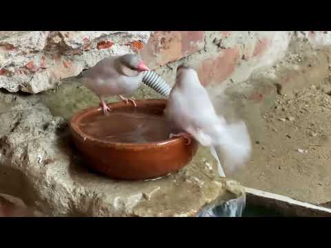 Java Finches Enjoying a Refreshing Bath 🛁🕊️ | Cute & Clean Moments!