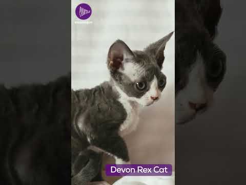 Devon Rex Cat