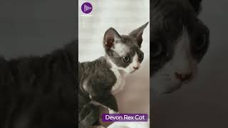 Devon Rex Cat - A Complete Breed Guide | Discover the Unique Charm and Personality 😸😻