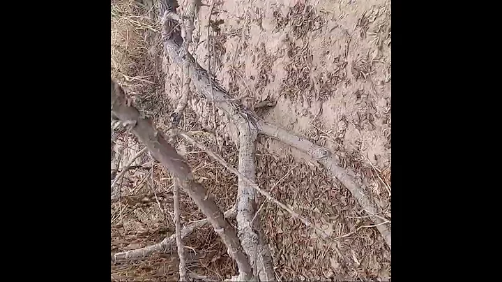 feral hog tracks in the rio grande #nmtrue #explorenm #wildhogs #wildlife #tracking