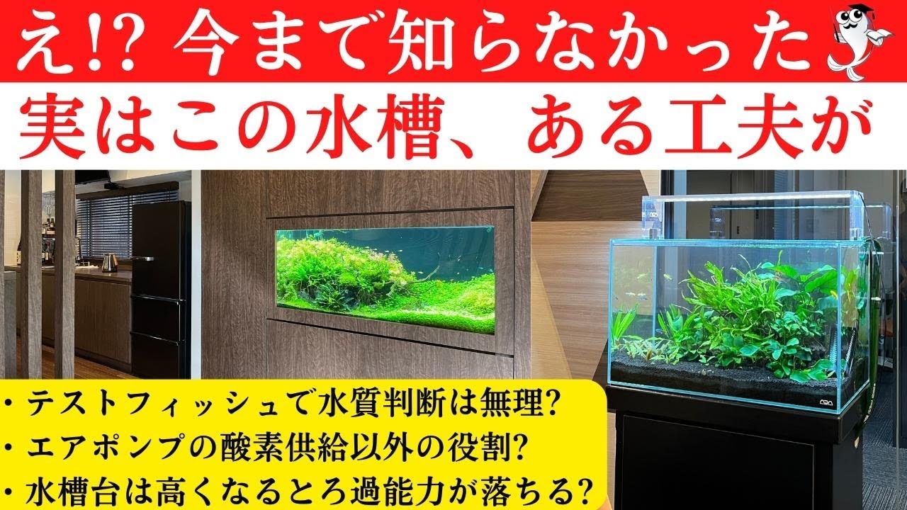 予算を抑えて本格水槽レイアウト 45センチ水槽の魅力を解説 Youtube
