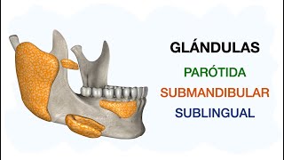 Parótida - Submandibular - Sublingual Glándulas Salivales Mayores
