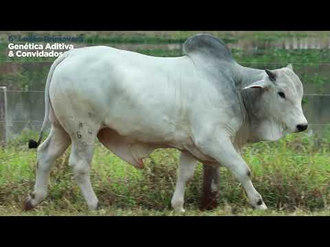 LOTE 16  - 6º Leilão Primavera Genética Aditiva e Convidados