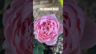 David Austin English Shrub Rose | Soft Pink Rose #davidaustinroses #rose #davidaustin screenshot 2