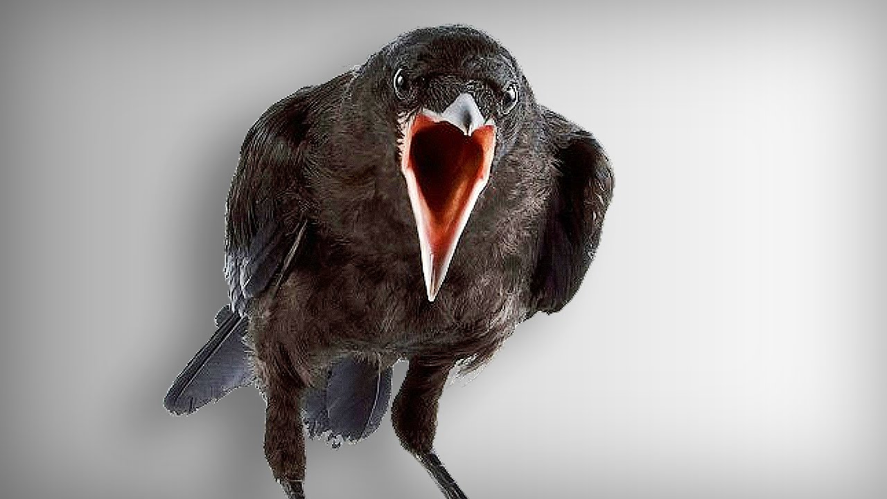 My Friend Is A Raven | Point-and-Click Horror Game