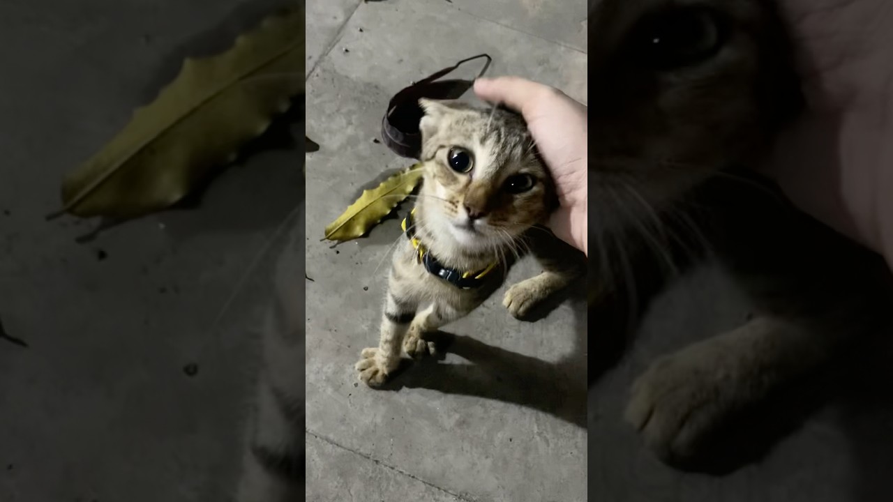 Kitty got a collar!! 😻 