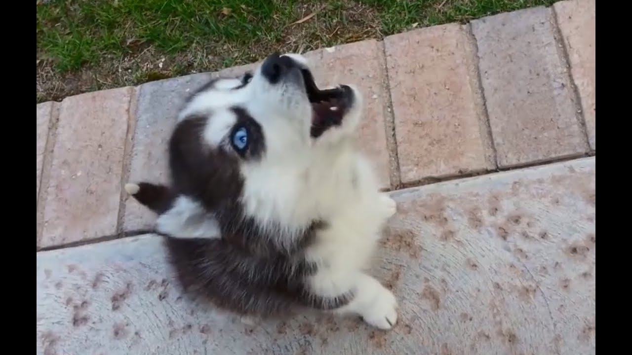 baby husky howling