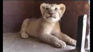 Видео Уникальный феномен...за гранью понимания......flv (автор: Tanuxa36)