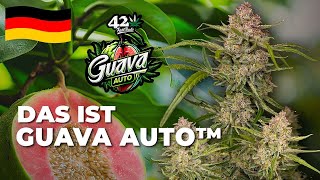 🍓Guava Auto 🍐| Sortenbeschreibung | Fast Buds Autoflower Samen | Hybrid